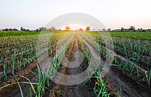 Leek onions farm field. Fresh green vegetation after watering. Agroindustry. Farming, agriculture landscape. Growing vegetables.