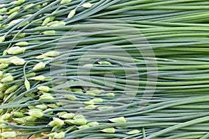 Leek peduncle