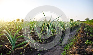 Leek plantation in a farm field. Industrial cultivation and food production. Agriculture landscape. Agroindustry. Growing