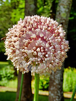 Leek Seed Head