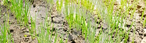 Leek seedling grows in greenhouse. Growing organic vegetables. Farming. Agriculture. Seeds. Close-up. Selective focus. Banner