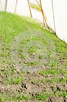 Leek seedling grows in greenhouse. Growing organic vegetables. Farming. Agriculture. Seeds. Farmland. Selective focus