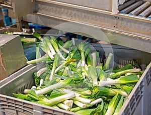 Leek after washing and cleaning on the conveyor of vegetable factory