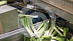Leek after washing and cleaning on the conveyor of a vegetable factory