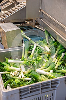 Leek after washing and cleaning on the conveyor of vegetable factory