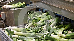 Leek after washing and cleaning on the conveyor of a vegetable factory