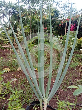 Allium fistulosum photo