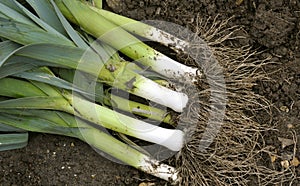 Leeks