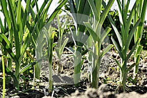 leeks in the garden