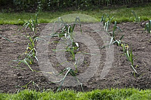 Leeks in garden