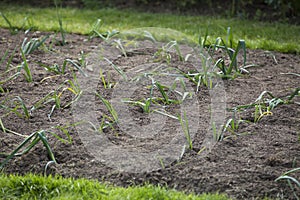 Leeks growing in garden