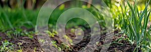 The Leeks plant on the garden bed. Close up. Copy space for text. Blurred background. Banner slider template.