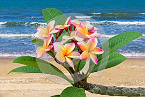 Leelawadee flower at beach