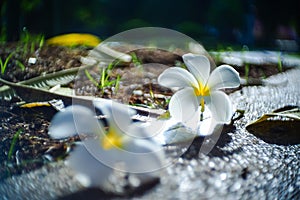 Leelawadee flower,Champa or Plumeria flowers on ground