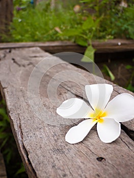 Leelawadee flowers white.