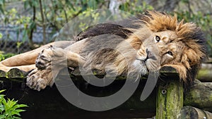Leepy male lion in captivity