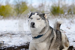 leer dissatisfied sled dog