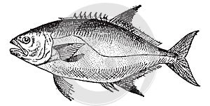 Leerfish or Lichia amia, vintage engraving photo