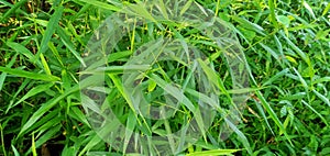 Leersia virginica Willd is a type of grass that is often found in Indonesiaï¿¼