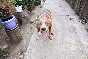 Leery brown white dog with tongue out looking at the camera in country side