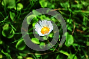 Lef in spring picture