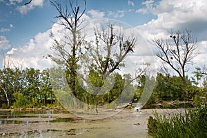 Left bank of the river Riv, old adn dry willow trees in water, mysterious sunny summer morning landscape