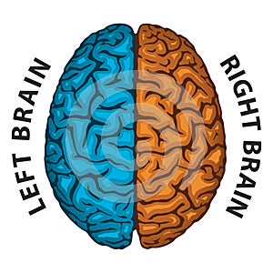 Left Brain, Right Brain