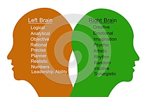 Left Brain and Right Brain