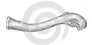 Left clavicle - skeleton