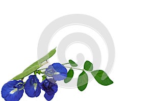 left corner group of butterfly pea flowers with green pad contain seed on leaves. fresh flora violet blooming. herb of thai food.