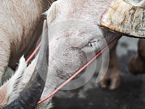 Left eye of an albino water buffalo