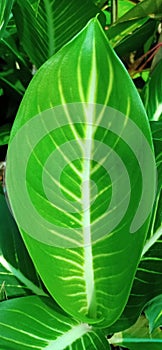 Left and green enviroment