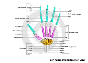 Left Hand anterior palmer Scattered view