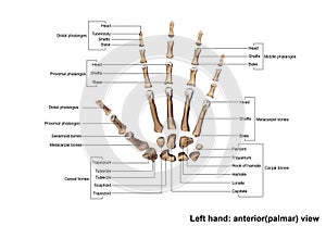 Left Hand anterior palmer Scattered view