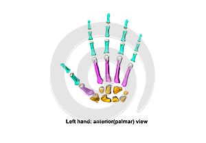 Left Hand anterior palmer Scattered view