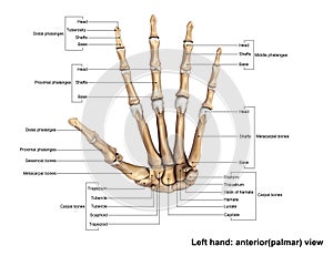 Left Hand anterior palmer view