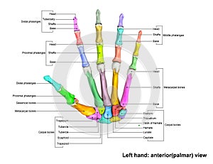 Left Hand anterior palmer view