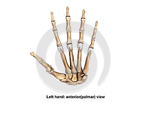 Left Hand anterior palmer view photo