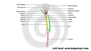 Left Hand full anterior palmar view