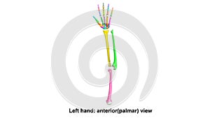 Left Hand full anterior palmar view