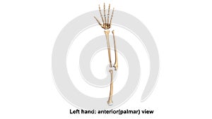 Left Hand full anterior palmar view