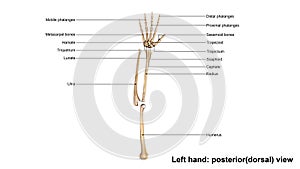 Left Hand full posterior dorsal view