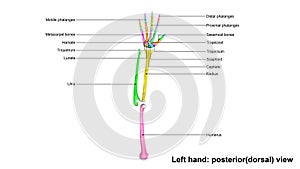 Left Hand full posterior dorsal view
