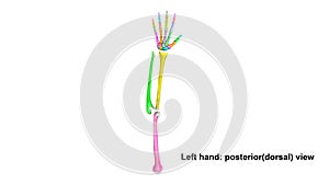 Left Hand full posterior dorsal view