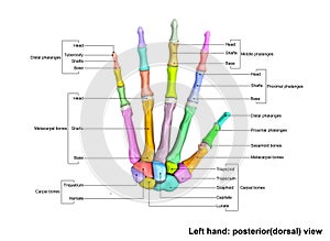Left Hand Posterior dorsal view