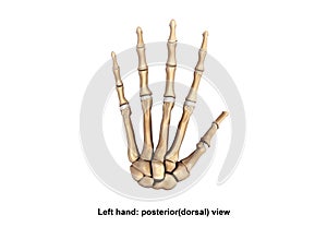 Left Hand Posterior dorsal view