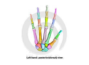 Left Hand Posterior dorsal view photo