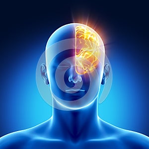 Left hemisphere concept