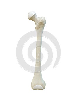 Left human femur bone, Anterior view, bone anatomy, white background, 3d renderinge