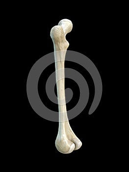 Left human femur bone, black background, 3d rendering